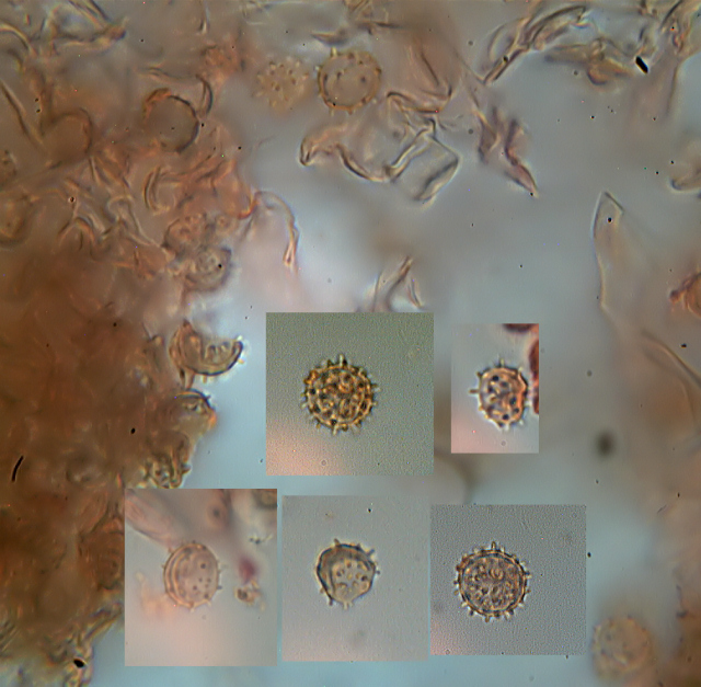 Botryobasidium isabellinum... un 